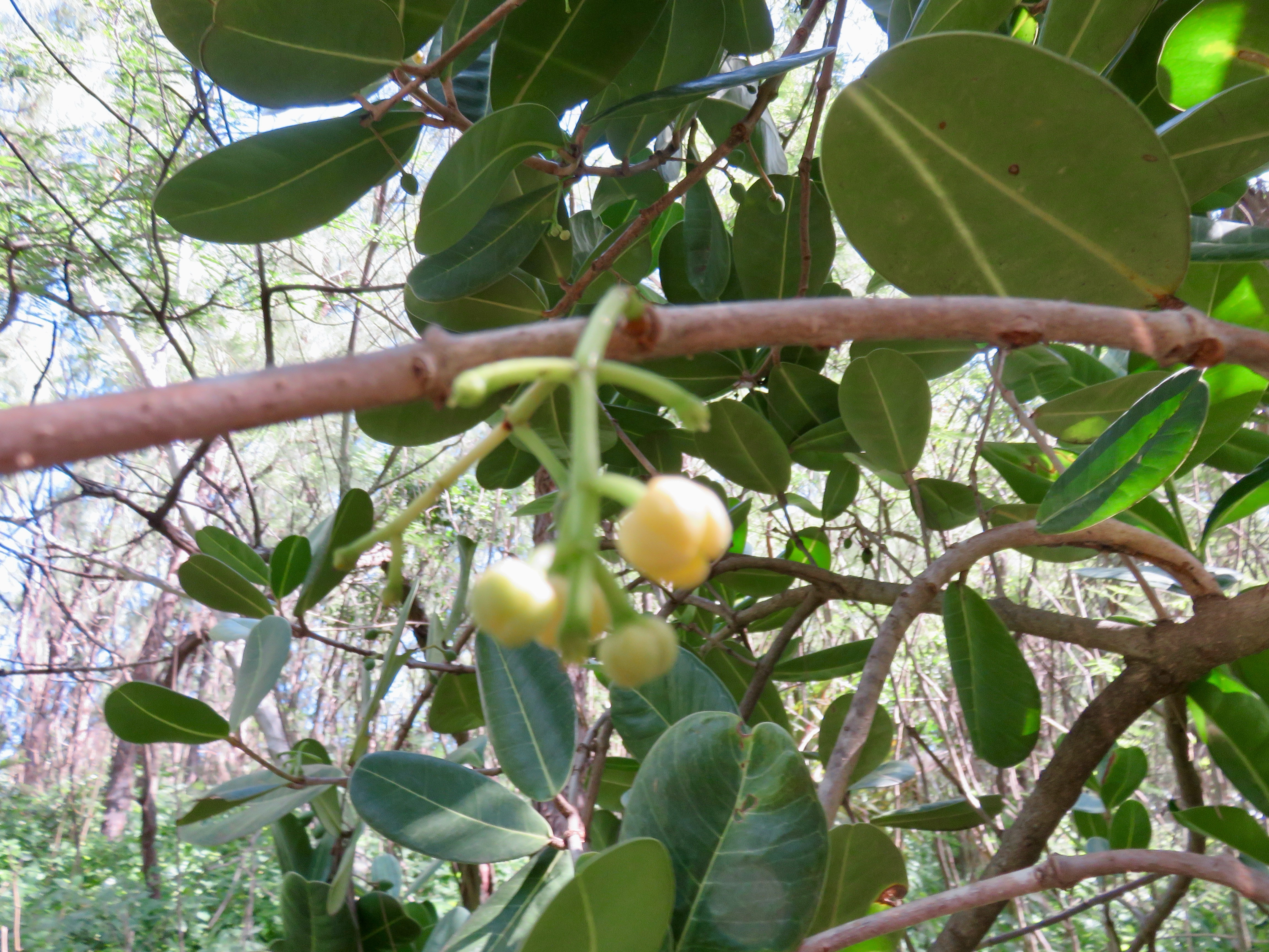 6. Fleurs de Noronhia emarginata - Takamaka de Mada, doucette - Oleaceae.jpeg