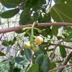 6. Fleurs de Noronhia emarginata - Takamaka de Mada, doucette - Oleaceae.jpeg