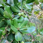 10. Fruits de Mimusops coriacea - Pomme d'accot - Sapotaceae -Ex. Madagascar.jpeg