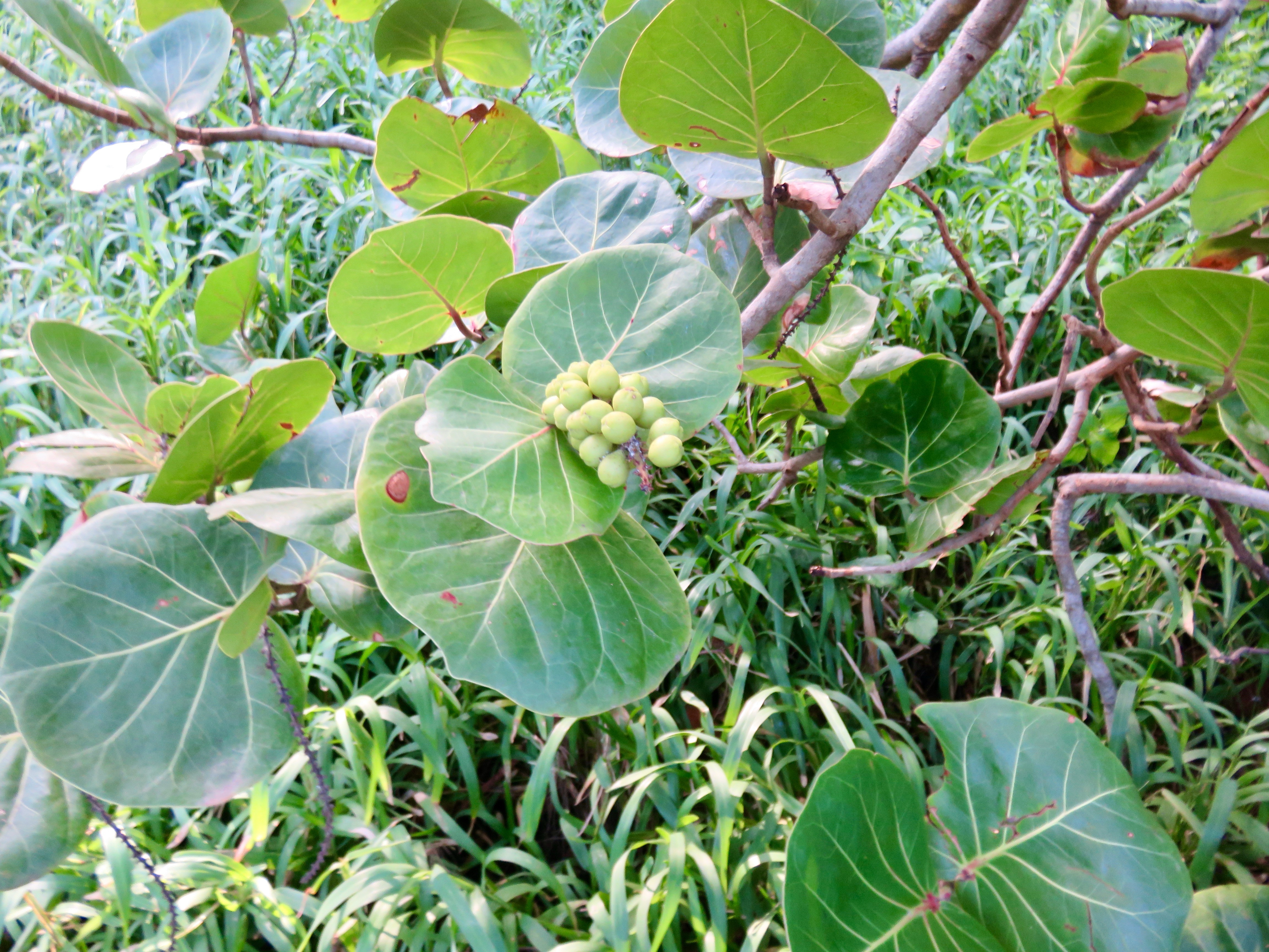 11. Fruits verts de Coccoloba uvifera - Raisin bord de mer - Polygonaceae.jpeg