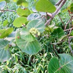 11. Fruits verts de Coccoloba uvifera - Raisin bord de mer - Polygonaceae.jpeg