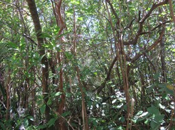 12 sous-bois aux Bois de corail et Goyaviers