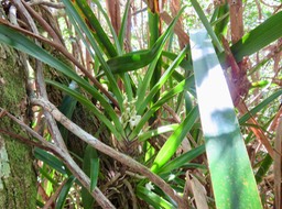 14 Angraecum bracteosum - Orchidaceae