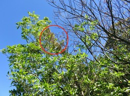 15 Fruits rouges de Antidesma madagascariense - Bois de cabri (blanc) - Euphorbiaceae -    Madagascar. Comores. La Réuion. Maurice