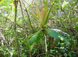 16 Badula borbonica - Bois de savon - PRIMULACEAE  Myrsinacée