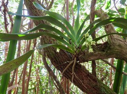 17 ???  Angraecum cadetti - Orchidaceae