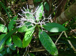 22 Chassalia corallioides - Bois de corail - Rubiacée -B