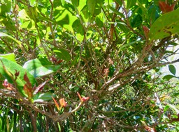 25  Fleurs rouges de ??? Bois de cabri blanc