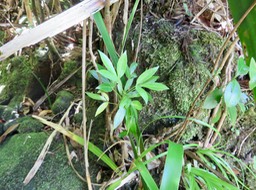 26 ??? Feuilles juvéniles trifoliolées de Melicope borbonica ou Euodia borbonica - Petit catafaille - Rutacée - M