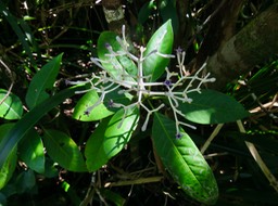 28 Chassalia corallioides - Bois de corail - Rubiacée -B