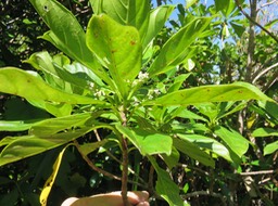 31 Fleurs et fruits de ??? Antirhea borbonica - Bois d'Osto - Rubiacée - M