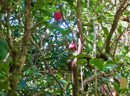 36 Syzygium cymosum - Bois de pomme rouge - Myrtacée - B