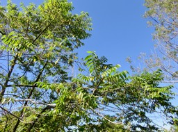 37 Trema orientalis - Bois d'andrèze - Cannabacée - I