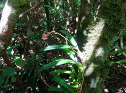 38  Fleurs rouges de Bulbophyllum bernadetteae - - Orchidaceae -