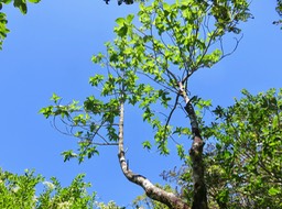 39 Mussaenda landia - Quinquina pays  -