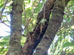 41 Oberonia disticha - Orchidacée - I