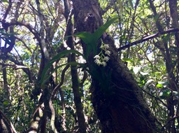 45 Polystachya cultriformis - - Orhidacea - Indigène Réunion