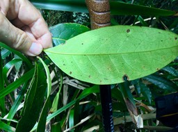 48 Face inférieure limbe Chionanthus broomeana - Bois de cœur bleu ; Cœur bleu ; Bois bleu - Oleaceaenf