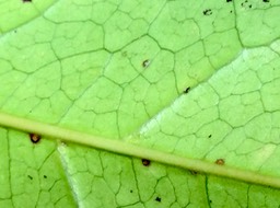 49 Domaties sous feuille de Chionanthus broomeana - Bois de cœur bleu ; Cœur bleu ; Bois bleu - Oleaceae