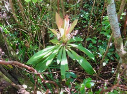 5 Badula borbonica - Bois de savon - PRIMULACEAE  Myrsinacée
