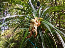 50. ??? Pandanus montanus - Pandanacée - B