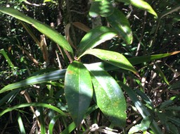 51 Chionanthus broomeana - Bois de cœur bleu ; Cœur bleu ; Bois bleu - Oleaceae