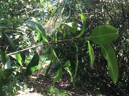 52 Chionanthus broomeana - Bois de cœur bleu ; Cœur bleu ; Bois bleu - Oleaceae