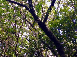 53 Jumellea rossii Senghas - Faham - Orchidaceae