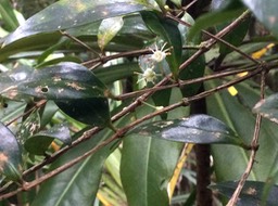 54 Fleurs (rayons de roue de vélo) Memecylon confusum - Bois de balai  ou bois de cerise marron - Memecylacée - E