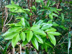 56 Xylopia richardii - Bois de banane - Annonacée - B