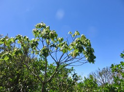 6 Dombeya elegans - Mahot rose - Sterculiacées - endémique Réunion
