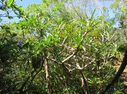 7 ???  Pandanus montanus - Pandanacée - B