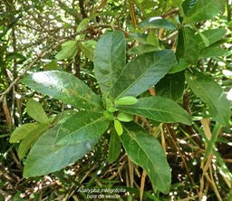 Acalypha integrifolia.bois de violon.euphorbiaceae.indigène Réunion .P1006293