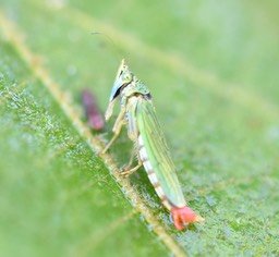 Acopsis viridicans - CICADELLIDAE - Indigène Réunion