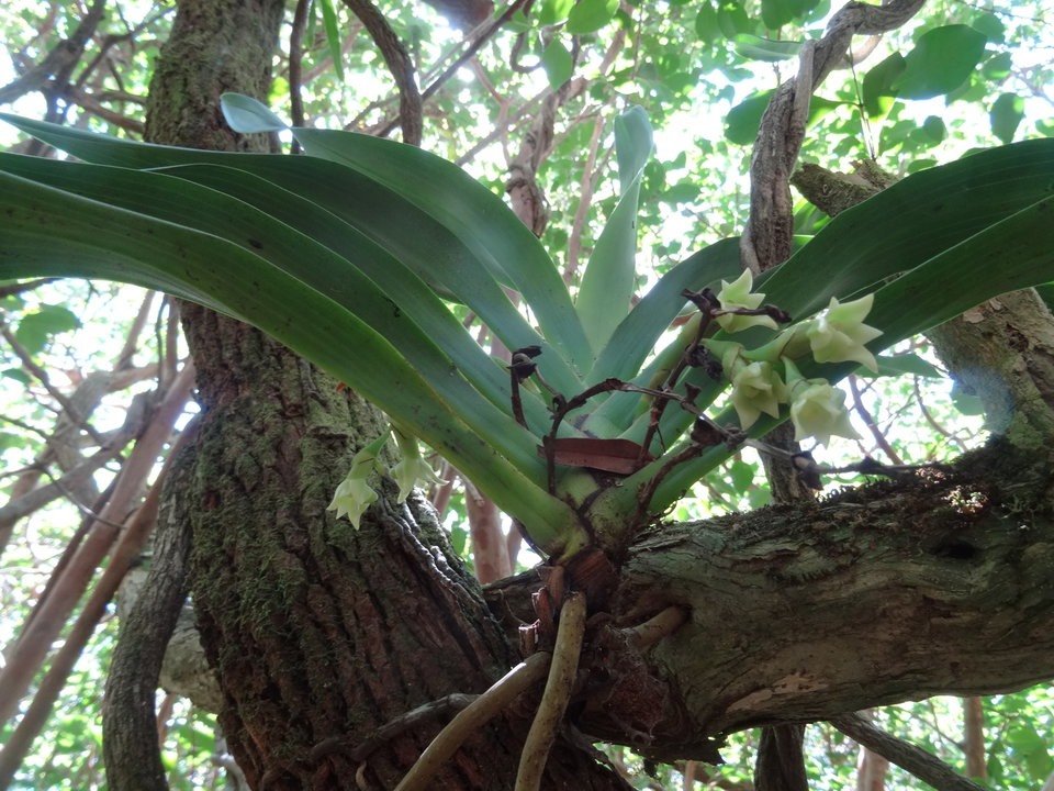 Angraecum cadetii - EPIDENDROIDEAE - Indigène Réunion - DSC03350
