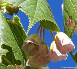 Dombeya elegans .mahot rose .malvaceae.endémique Réunion.P1006280