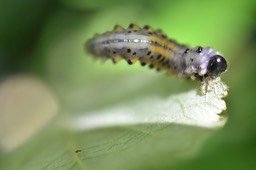Larve de Cibdela janthina - Mouche bleue - TENTHREDINIDAE - Sumatra