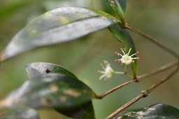 Memecylon confusum - Bois de balai - MELASTOMATACEAE - Endémique Réunion - MB2_0930