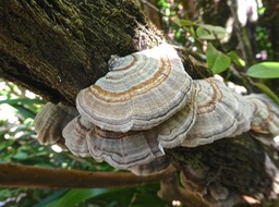 Polypore . Trametes versicolor  ??? P1006165