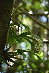 Polystachya cultriformis - EPIDENDROIDEAE - Indigène Réunion - MB2_0891