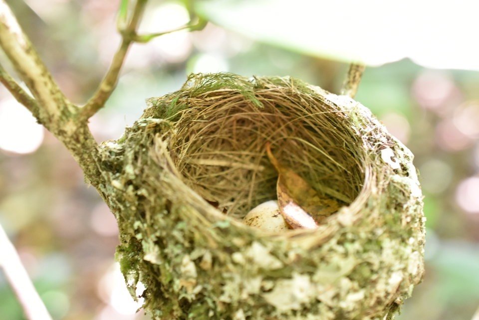Terpsiphone boubonnensis - Oiseau La Vierge en devenir - MONARCHIDAE - Endémique Réunion - MB2_0906
