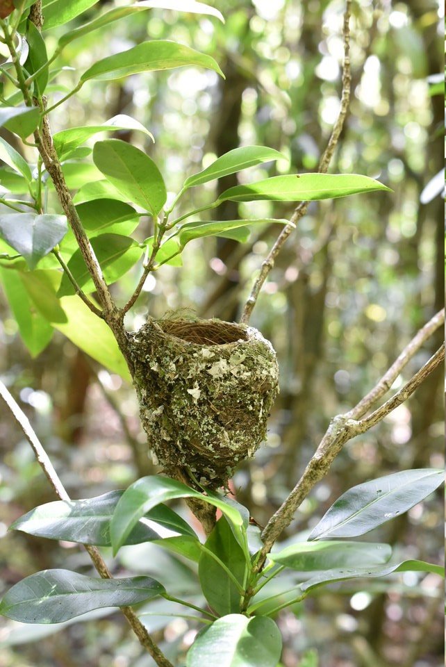 Terpsiphone boubonnensis - Nid Oiseau La Vierge - MONARCHIDAE - Endémique Réunion - MB2_0905
