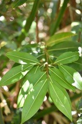 Xilopia richardii - Bois de banane - ANNONACEAE - Endémique Réunion, Maurice - 