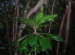 3 Bois de savon (+1 an) 