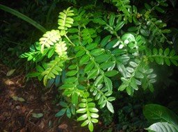 4 Grand tan rouge, Weinmannia tinctoria 