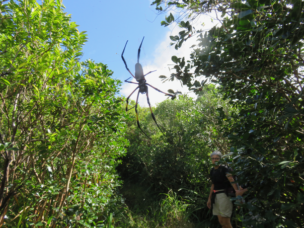 4 Nephila inaurata ( Walckenaer, 1842)  Bibe Famille : Nephilidae