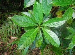 5 Bois d'osto, Antirhea borbonica  