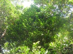 9 Bois de maman ou bois de sagaie, Maillardia borbonica 