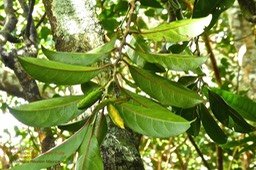 Casearia coriacea . bois de cabri rouge P1380586