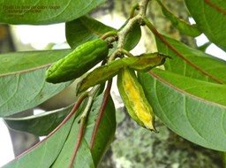 Casearia coriacea .Bois de cabri rouge P1380578